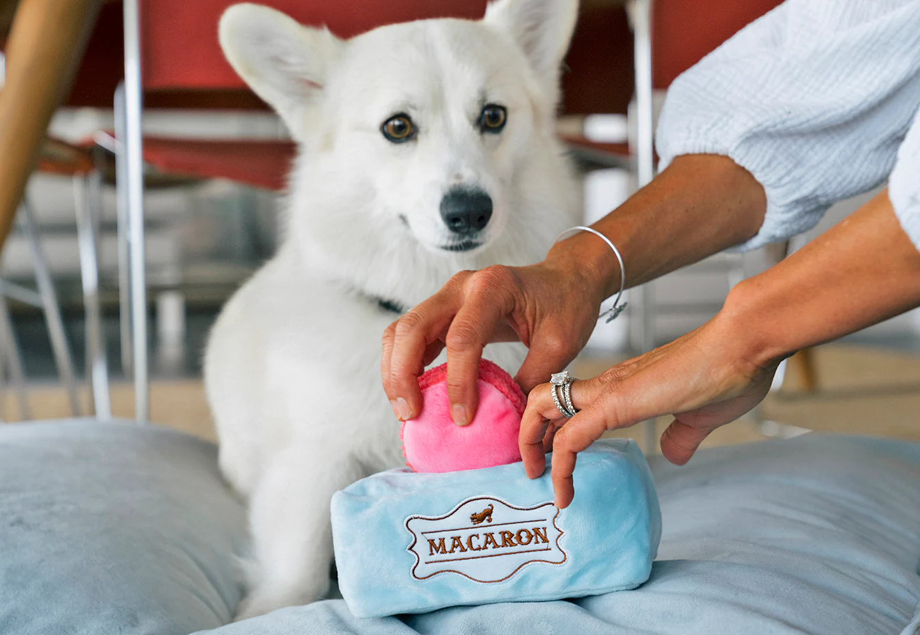 Pup Cup Cafe Collection - Image 16