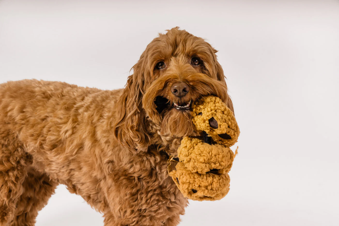 Pup Cup Cafe Cookies n’ Treats - Image 2