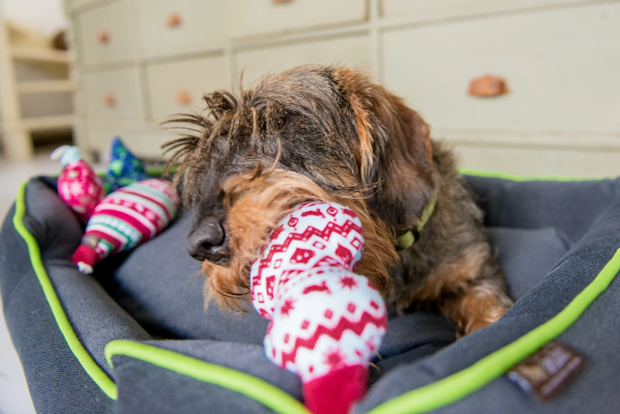 Santa's Little Squeakers Collections - Image 10