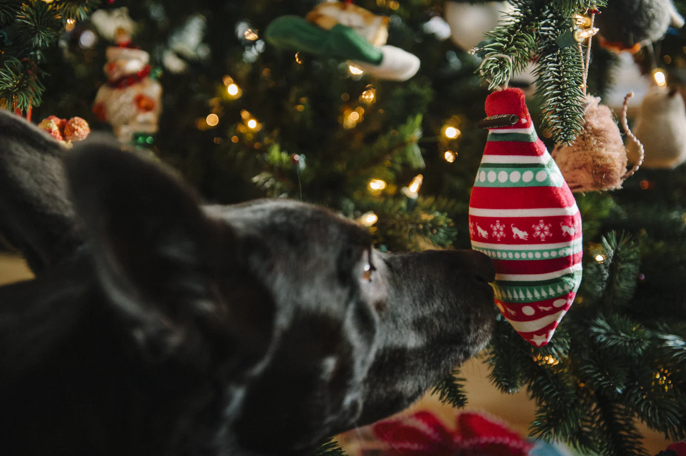 Santa's Little Squeakers Collections - Image 13