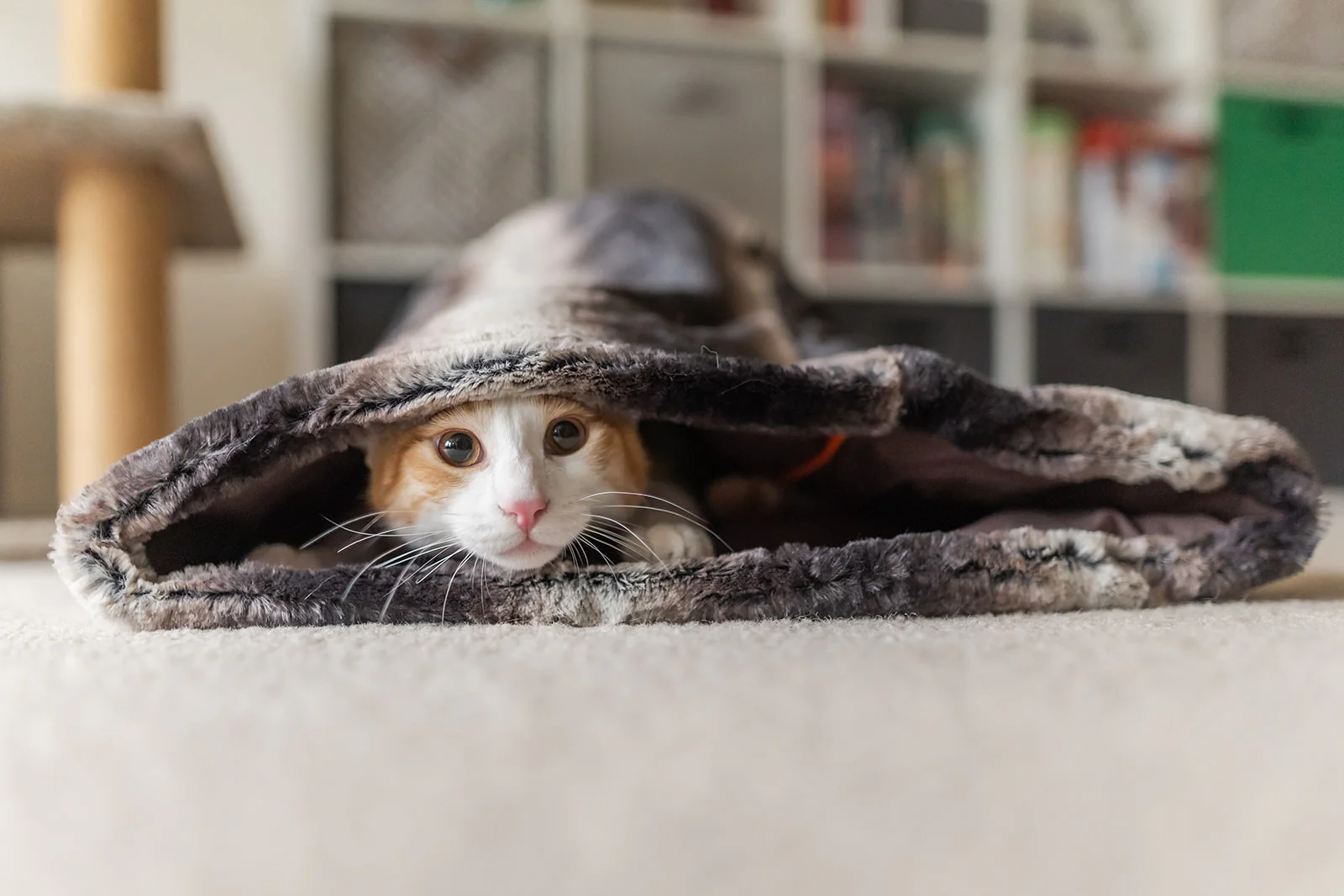 Snuggle Bed® - Image 10
