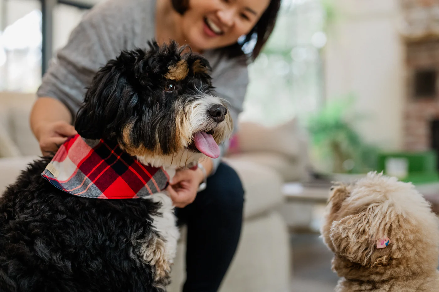 Doggy Duo Bandana - The Adventurer - Image 4