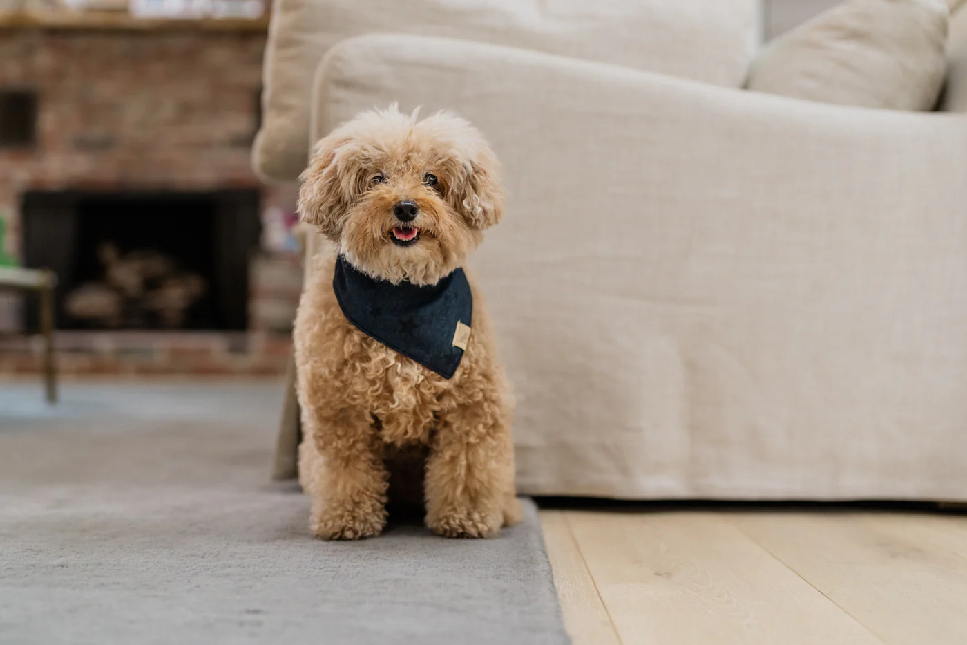 Doggy Duo Bandana - The Adventurer - Image 6