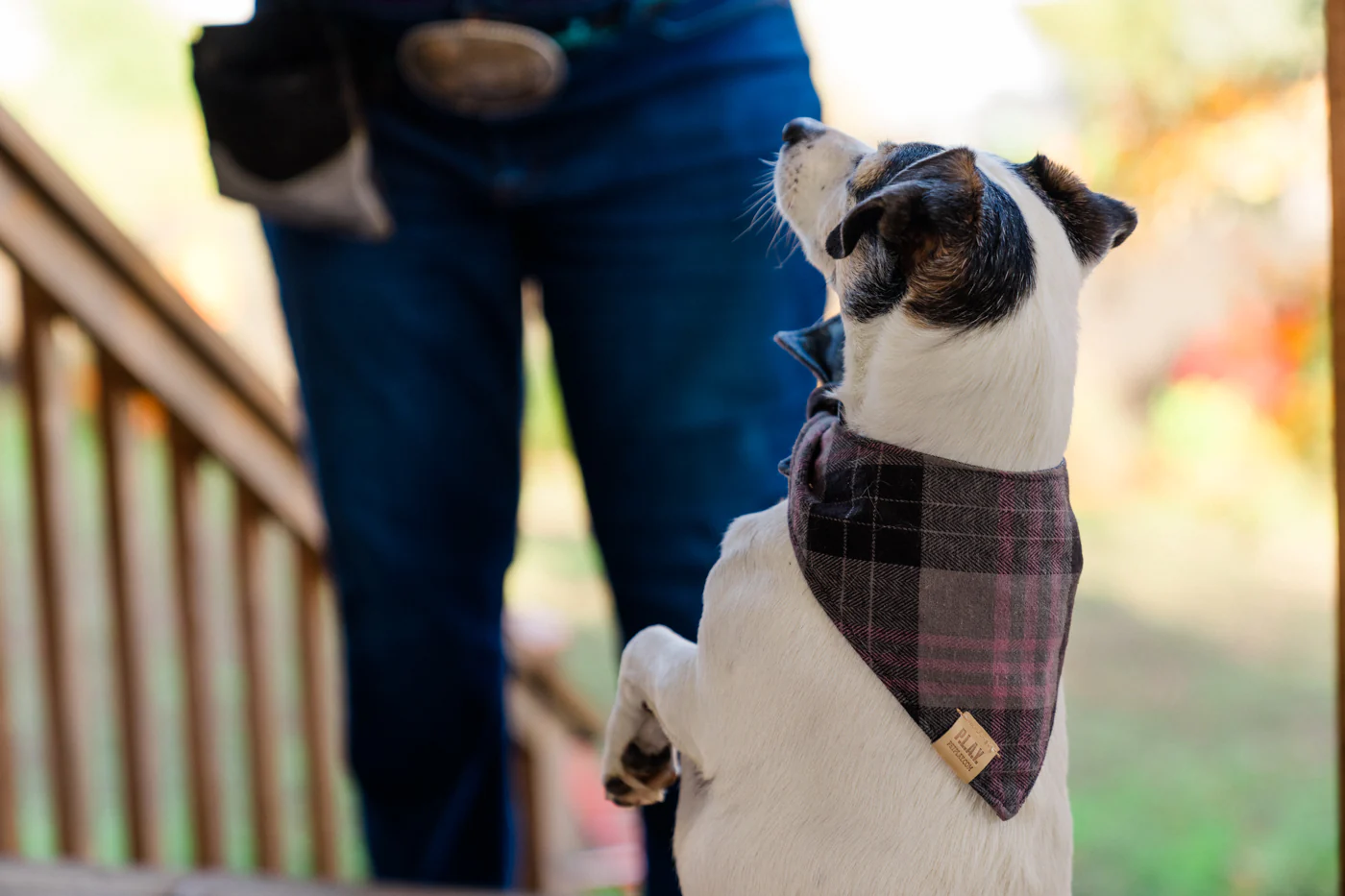 Doggy Duo Bandana - The Entertainer - Image 5