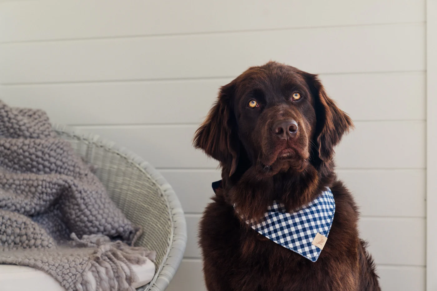 Doggy Duo Bandana - The Trendsetter - Image 2