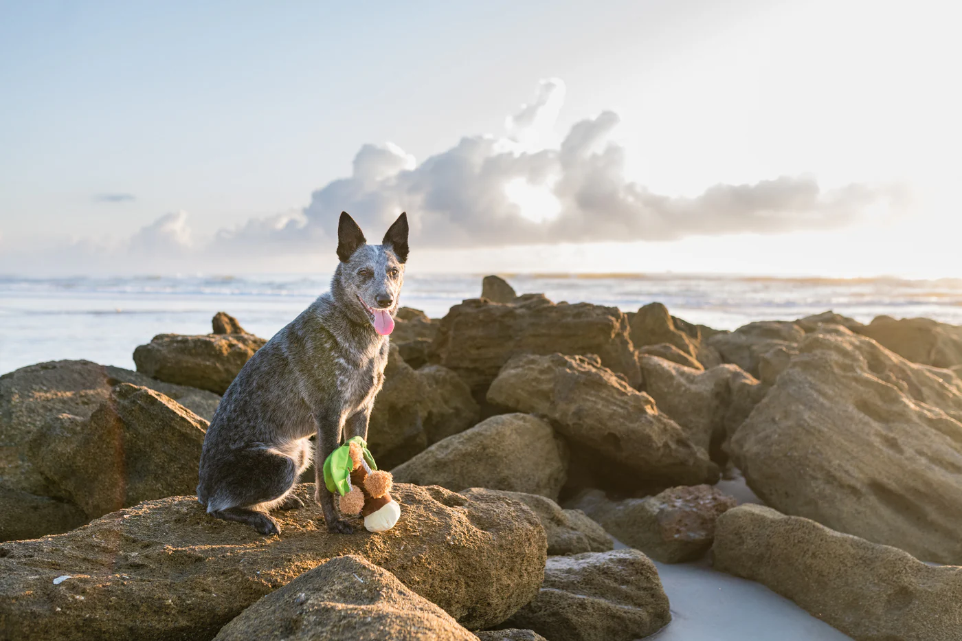 Tropical Paradise Puppy Palm - Image 5