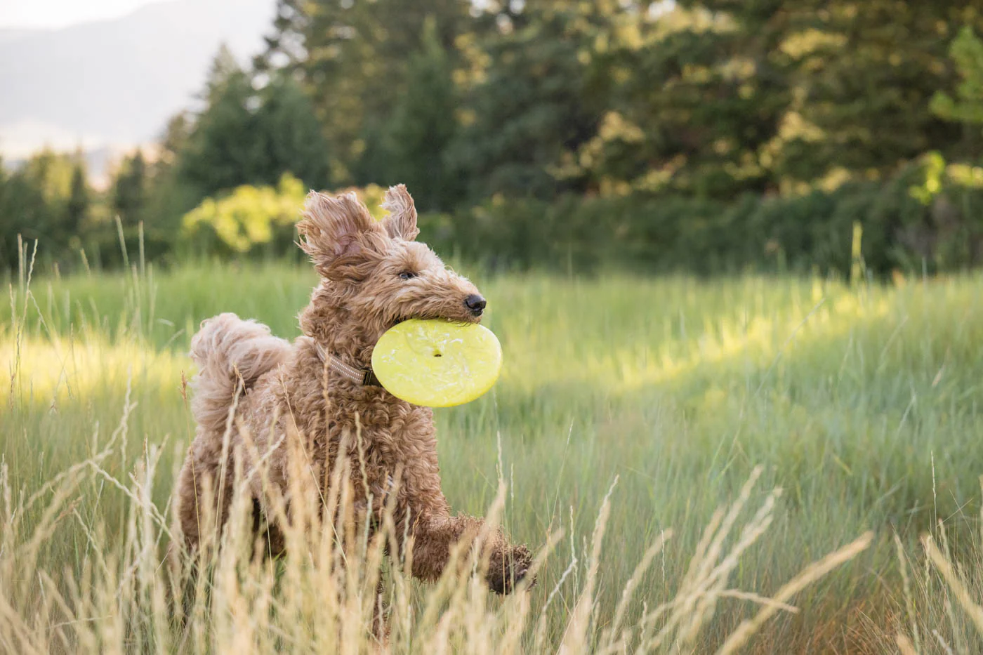 ZoomieRex InfiniDisc - Image 5